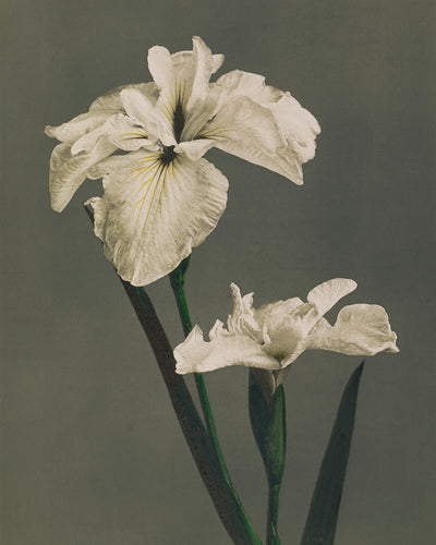 IRIS KAEMPFERI