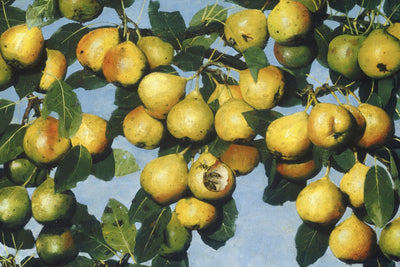 RIPENING PEARS