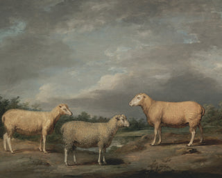 RYELANDS SHEEP