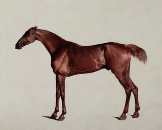 STUDY OF A HORSE